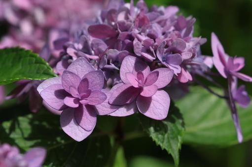 ガクアジサイ ガクアジサイ,紫陽花,装飾花の写真素材