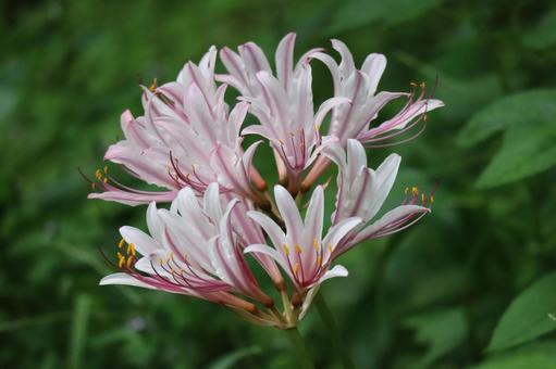 可憐なナツズイセンの花のアップ 可憐な,ナツズイセン,花の写真素材