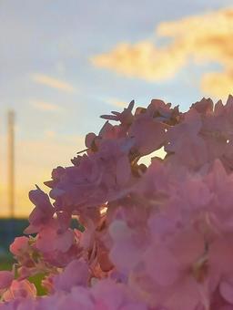 黄昏 黄昏の写真