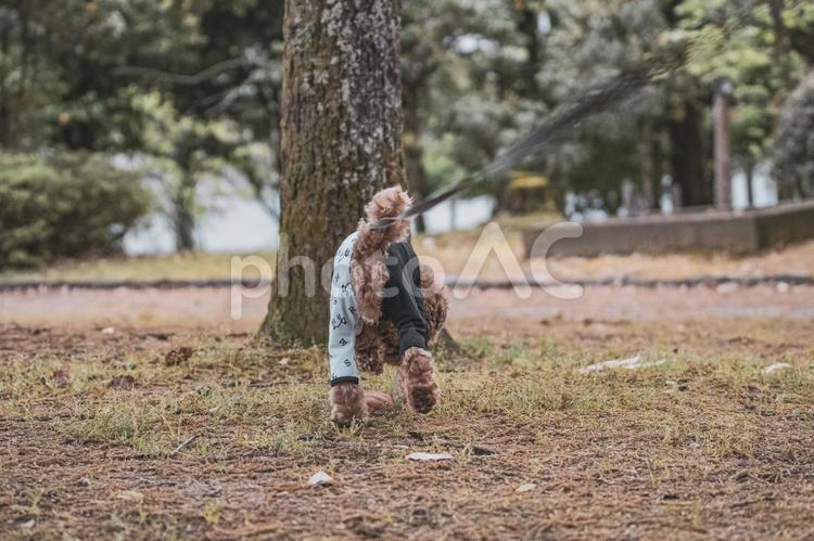 公園を散歩するトイプードル トイプードル,トイプー,景色の写真素材