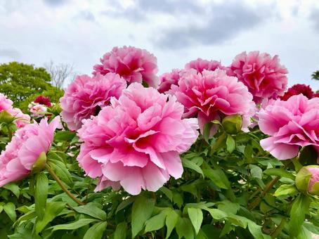 ボタンの花 ピンク ボタンの花 ピンク 牡丹,ボタン,ぼたんの写真素材