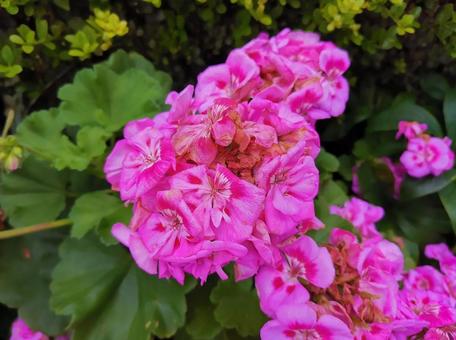 ピンクの花 ピンクの花の写真