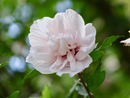 ピンク色のムクゲ ピンク色のムクゲ ムクゲ,槿,八重咲の写真素材