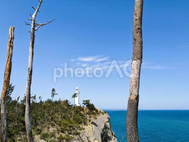 灯台と青空と海の風景 海,灯台,古木の写真素材