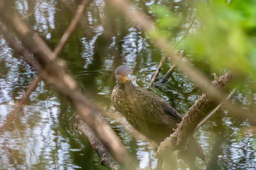 カワウ(24) カワウ(24) 鳥,カワウ,野鳥の写真素材