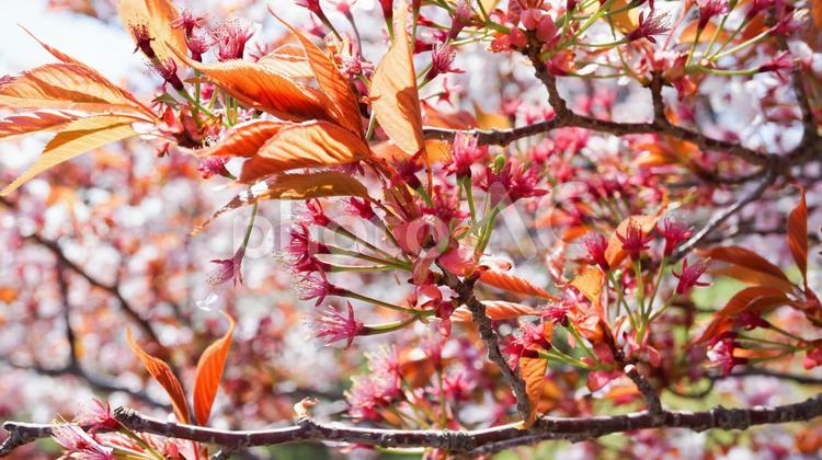 咲き乱れる山桜 山桜,桜,満開の写真素材