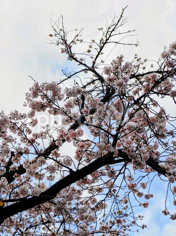 花曇りの桜・青梅市河辺駅周辺の春・東京都 花曇り,桜,青梅市の写真素材