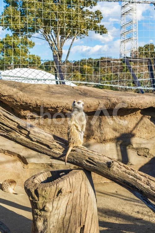 周囲を警戒するミーアキャット ミーアキャット,スリカータ,動物の写真素材