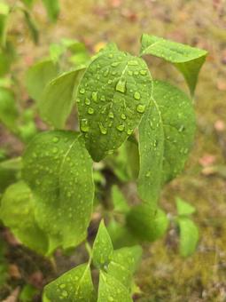 雨に濡れた植物 雨に濡れた植物 植物,緑,草の写真素材