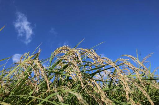 秋晴れと稲穂 米,稲,稲穂の写真素材