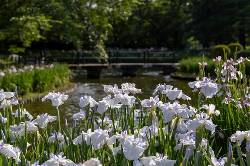 菖蒲 菖蒲,アヤメ,花の写真素材