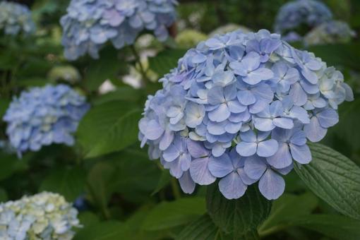 京の紫陽花 京の紫陽花の写真