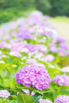 Hydrangea, JPG
