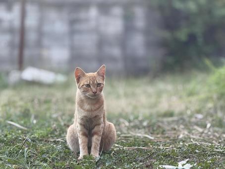 茶トラ地域猫(子猫)中央② 茶トラ地域猫(子猫)中央② ねこ,cat,子猫の写真素材