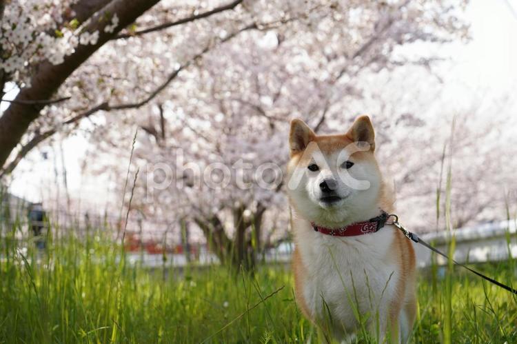 桜の下で遊ぶゆず 柴犬,犬,日本犬の写真素材