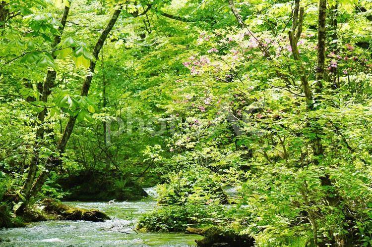 新緑の風景 新緑,緑の葉,木の葉の写真素材
