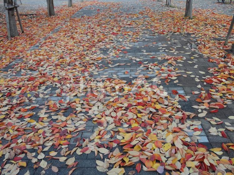 落ち葉が語る、秋の足あと｜落ち葉の絨毯 落ち葉,秋,道の写真素材