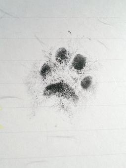 犬の足跡 犬の足跡 犬,ペット,肉球の写真素材