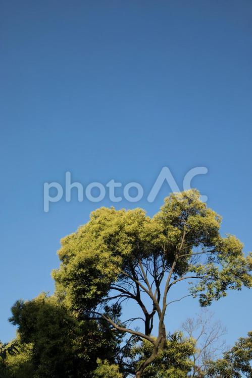 青空と木縦 木,空,青の写真素材