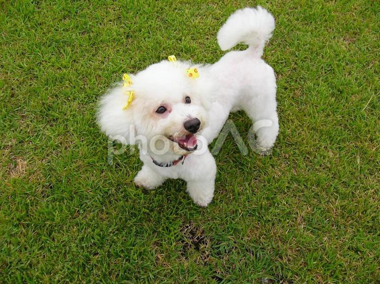 ビションフリーゼと緑の芝生 ビションフリーゼ,犬,ペットの写真素材