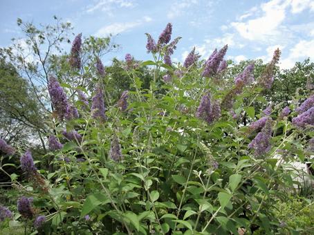 Photo, flowers and trees, blooming landscape, 円 conical, 