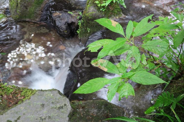 湧水の側 水,湧水,葉の写真素材