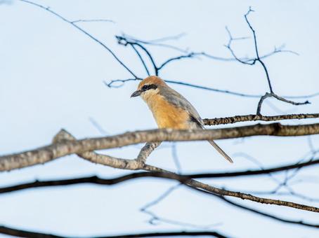 枝にとまるモズ・百舌鳥 枝にとまるモズ・百舌鳥の写真