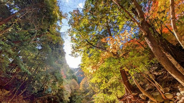 陽光が降り注ぐ、秋の渓 今治市,鈍川,山の写真素材