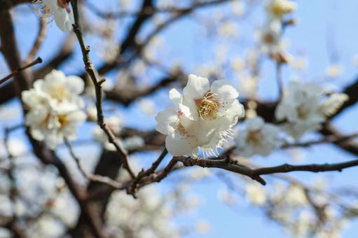 青空に香る白梅 白梅,梅,花の写真素材