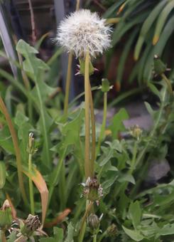 I want to blow away the fluff, JPG I want to blow away the fluff, JPG