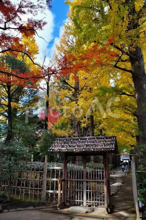 大田黒公園の紅葉② 大田黒公園,紅葉,いちょうの写真素材