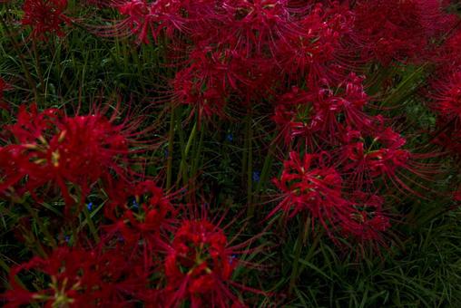畔道の彼岸花の写真