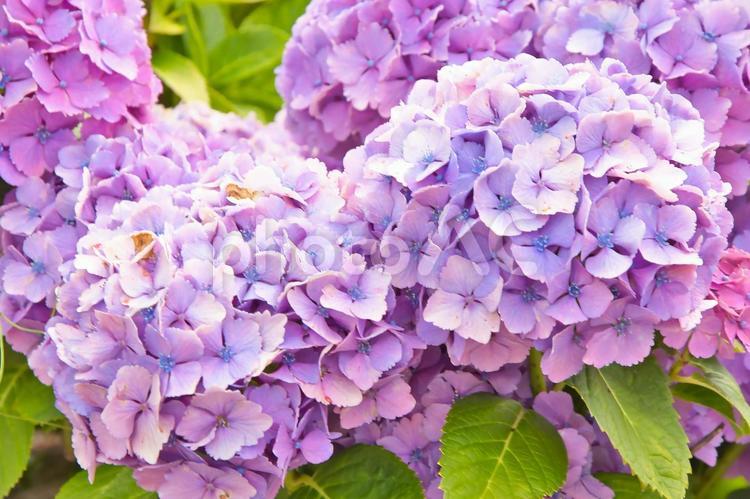 色とりどりのアジサイ 紫陽花,アジサイ,あじさいの写真素材