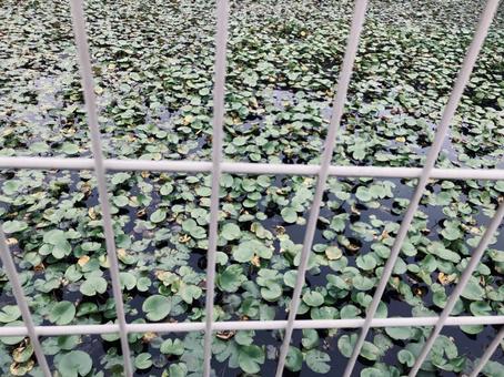 フェンス越しに見える水生植物 フェンス越し,見える,水生植物の写真素材