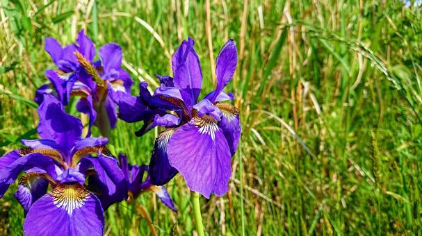 Photo, iris, early summer, may, 