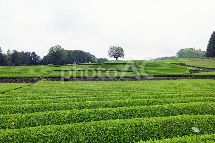 青々と生い茂る静岡、大淵笹場の茶畑の風景 茶畑,お茶,茶葉の写真素材