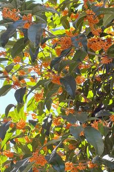 キンモクセイ 植物,花木,金木犀の写真素材