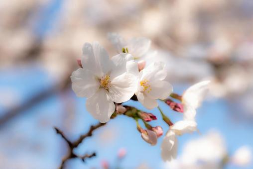 春の風景 桜のアップ2 春の風景 桜のアップ2の写真