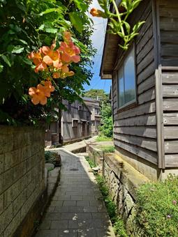 ノウゼンカズラの咲く宿根木の路地 宿根木,路地,ノウゼンカズラの写真素材