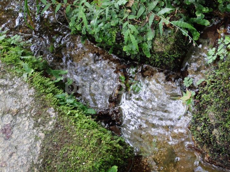 清らかな湧き水の出る水路 湧き水,小川,アウトドアの写真素材