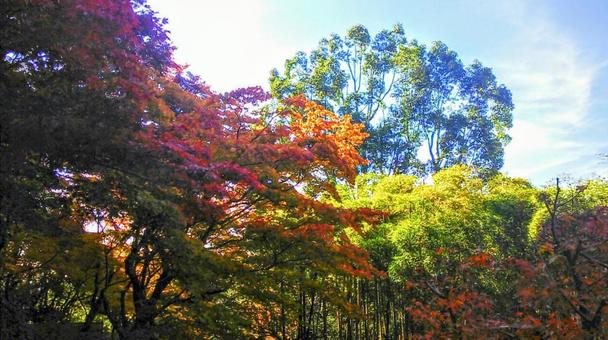 詩仙堂　紅葉の写真