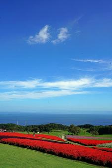 淡路島　あわじ花さじき70　サルビア 兵庫県,あわじ花さじき,サルビアの写真素材