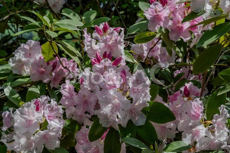 春のあしかがフラワーパーク シャクナゲ,石楠花,花の写真素材