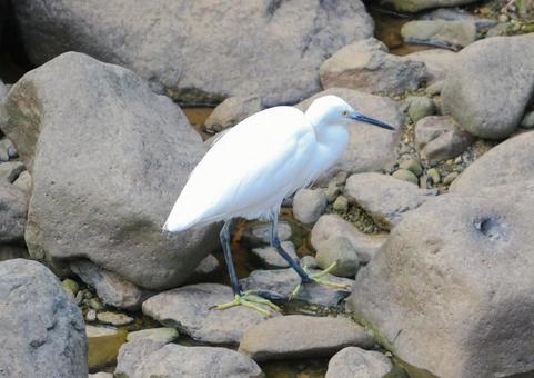 コサギ2 コサギ,鷺,鳥の写真素材