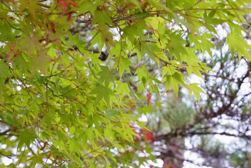 モミジの葉 モミジ,葉,植物の写真素材