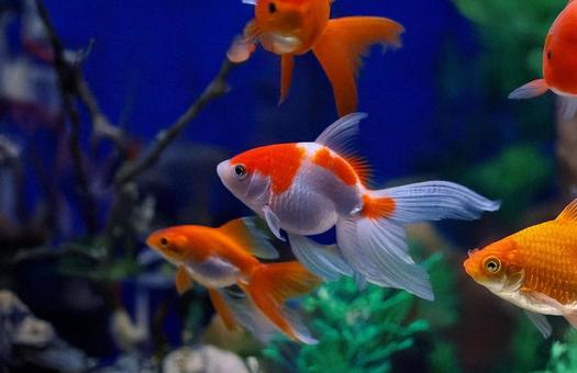 金魚 金魚の写真