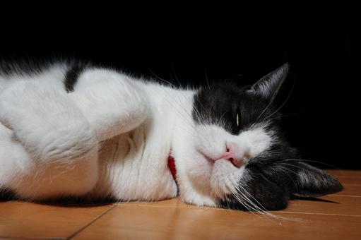 横になる猫 横になる猫 猫,足長マンチカン,横になる.横たわるの写真素材