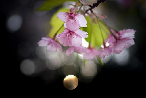 <Material> Kawazu cherry blossoms at Onidake Arboretum at dusk, JPG