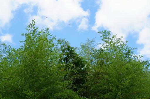 竹林 竹林の写真