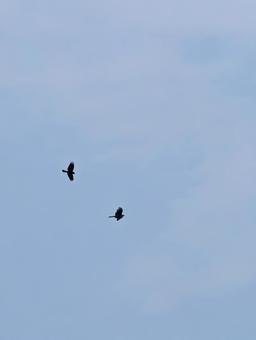 もやのかかった空を飛ぶ2羽の鳥 もやのかかった空を飛ぶ2羽の鳥の写真